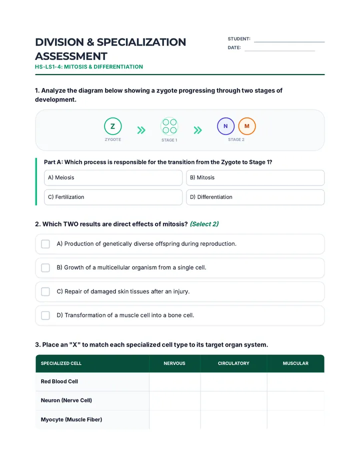 Division Dynamics Assessment Worksheet