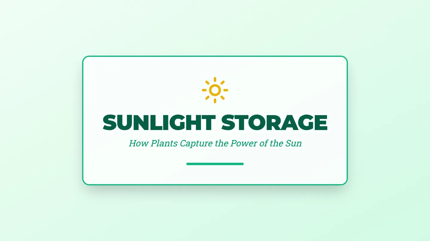 Sunlight Storage Slides