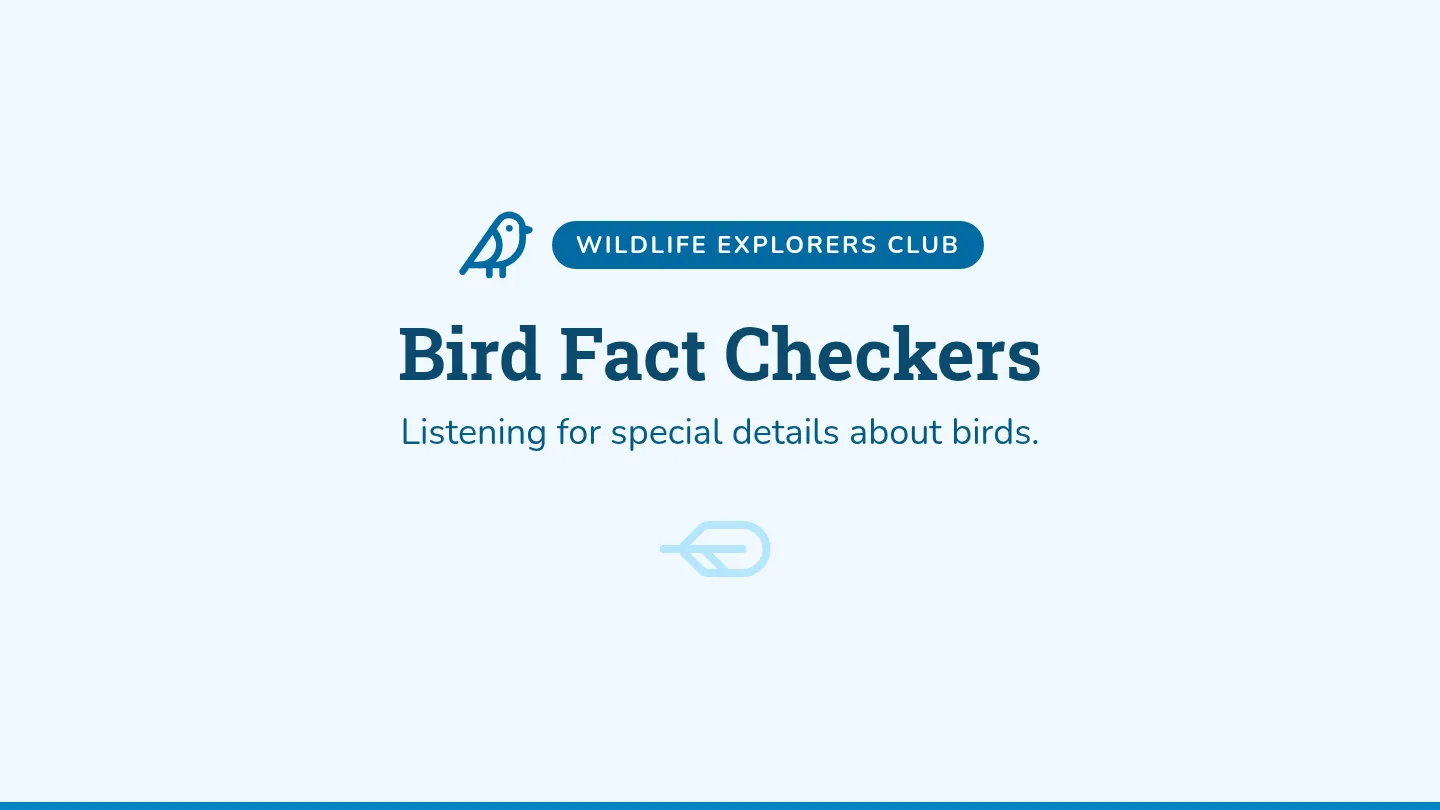 Bird Fact Slides