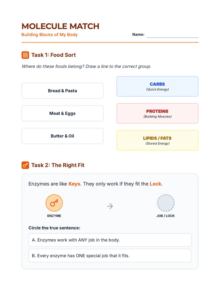 Molecule Match Worksheet