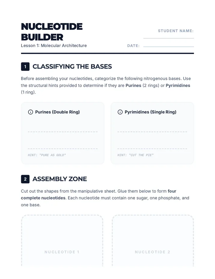 Nucleotide Assembly Worksheet