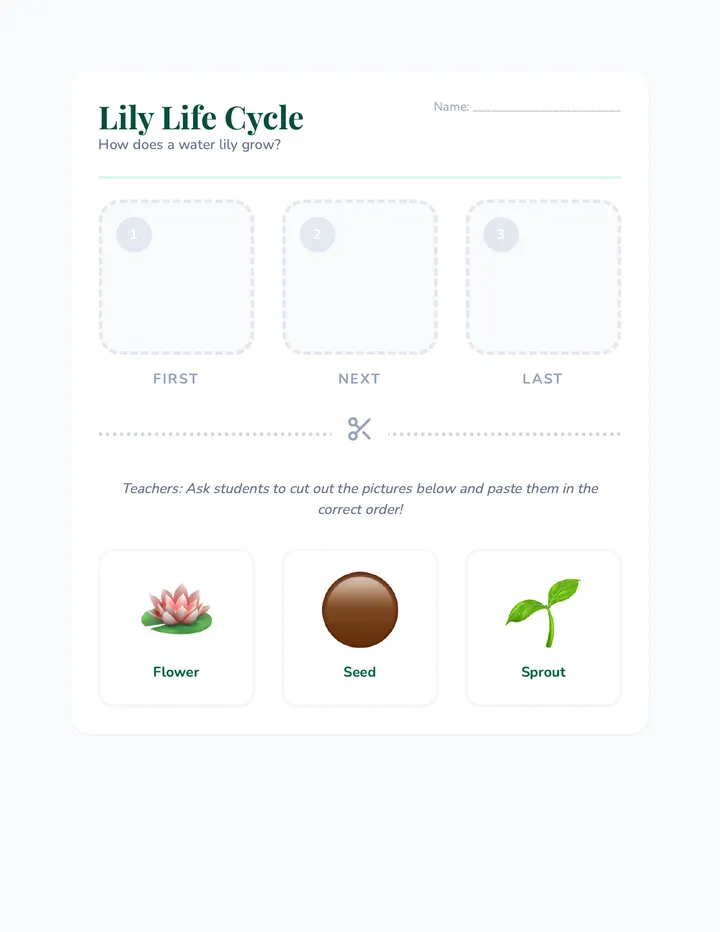 Lily Life Cycle Worksheet