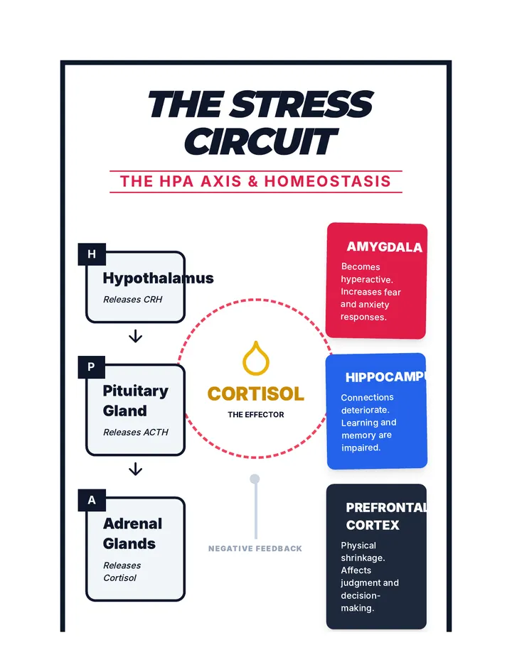 Stress Response Anchor Chart