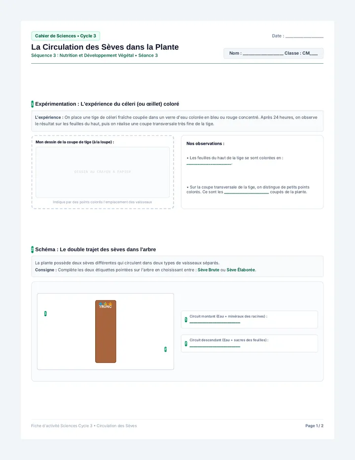 Circulation Sèves Fiche Élève