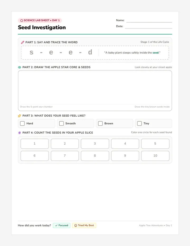 Seed Investigation Worksheet