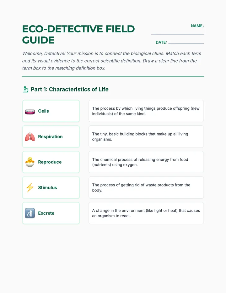 Eco Detective Matching Worksheet Plus