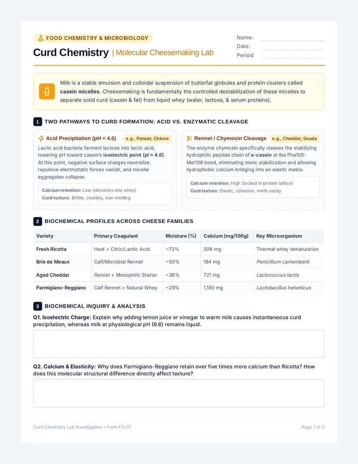 Curd Chemistry Activity Sheet