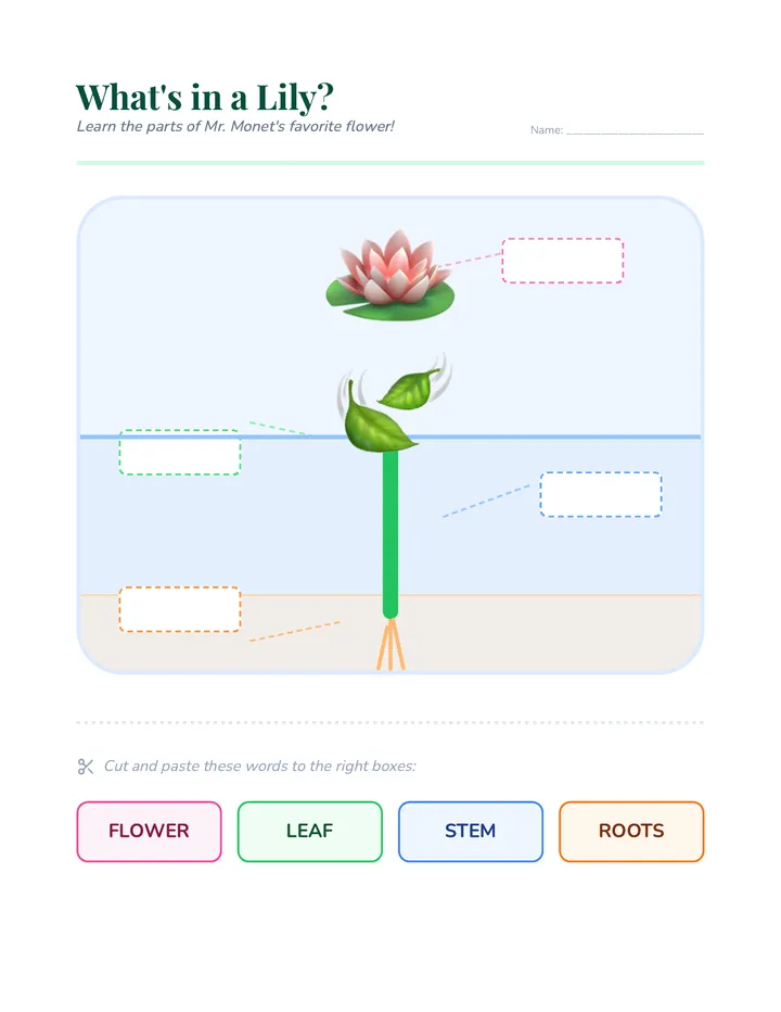 Lily Anatomy Worksheet