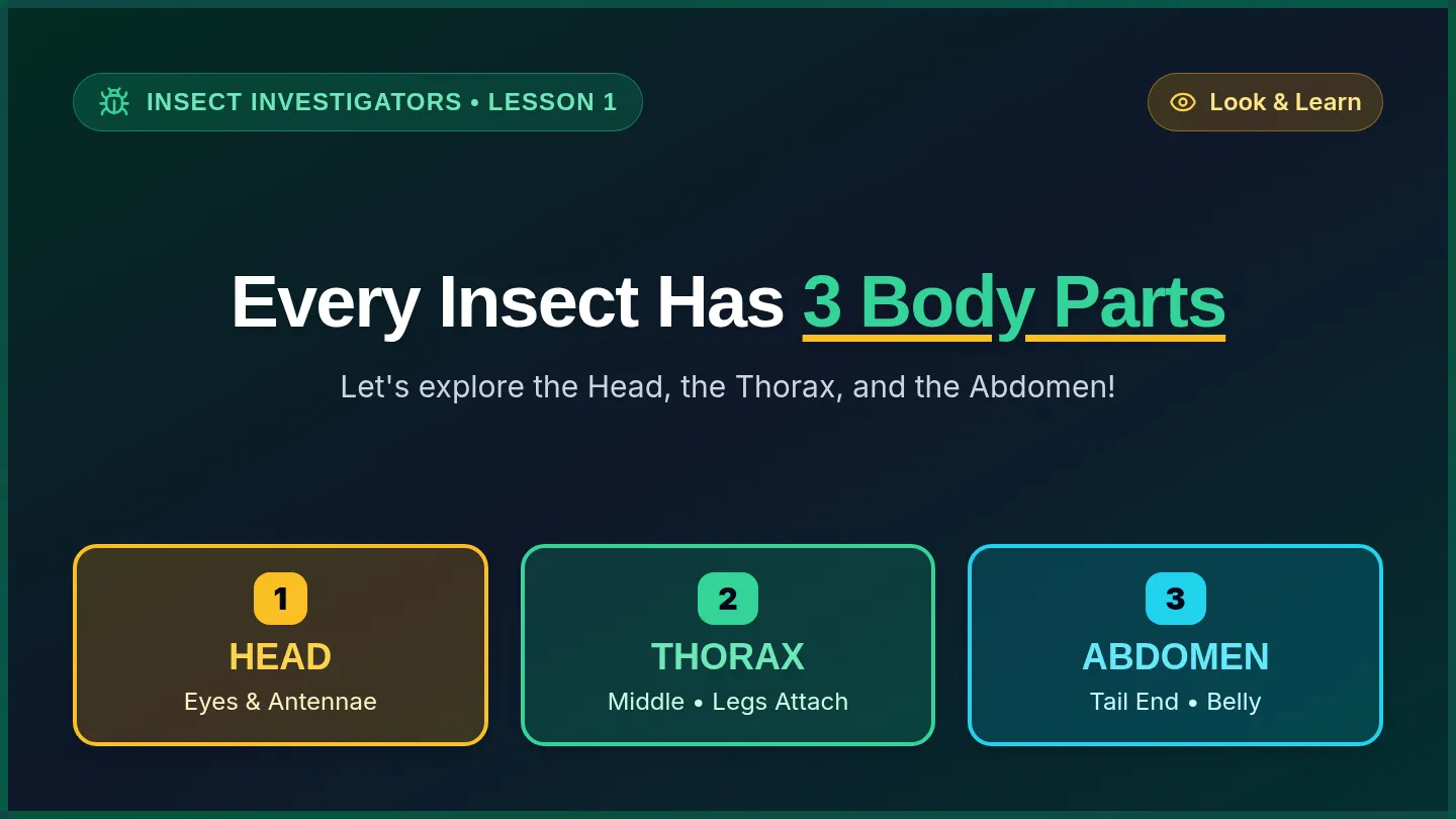 Bug Bodies Slides