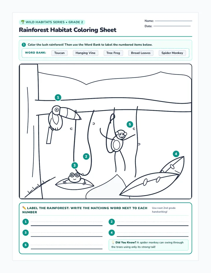 Rainforest Habitat Coloring Worksheet
