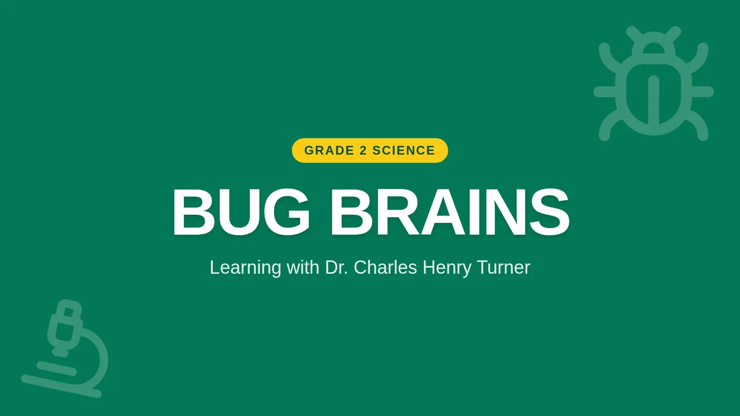 Bug Brains Slides