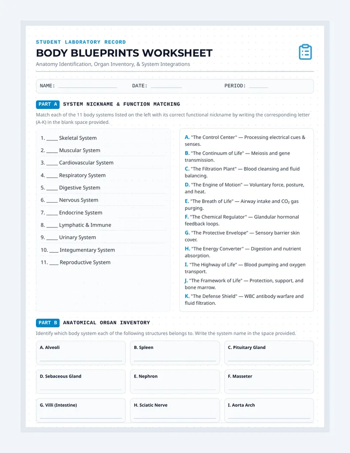 Body Blueprints Worksheet