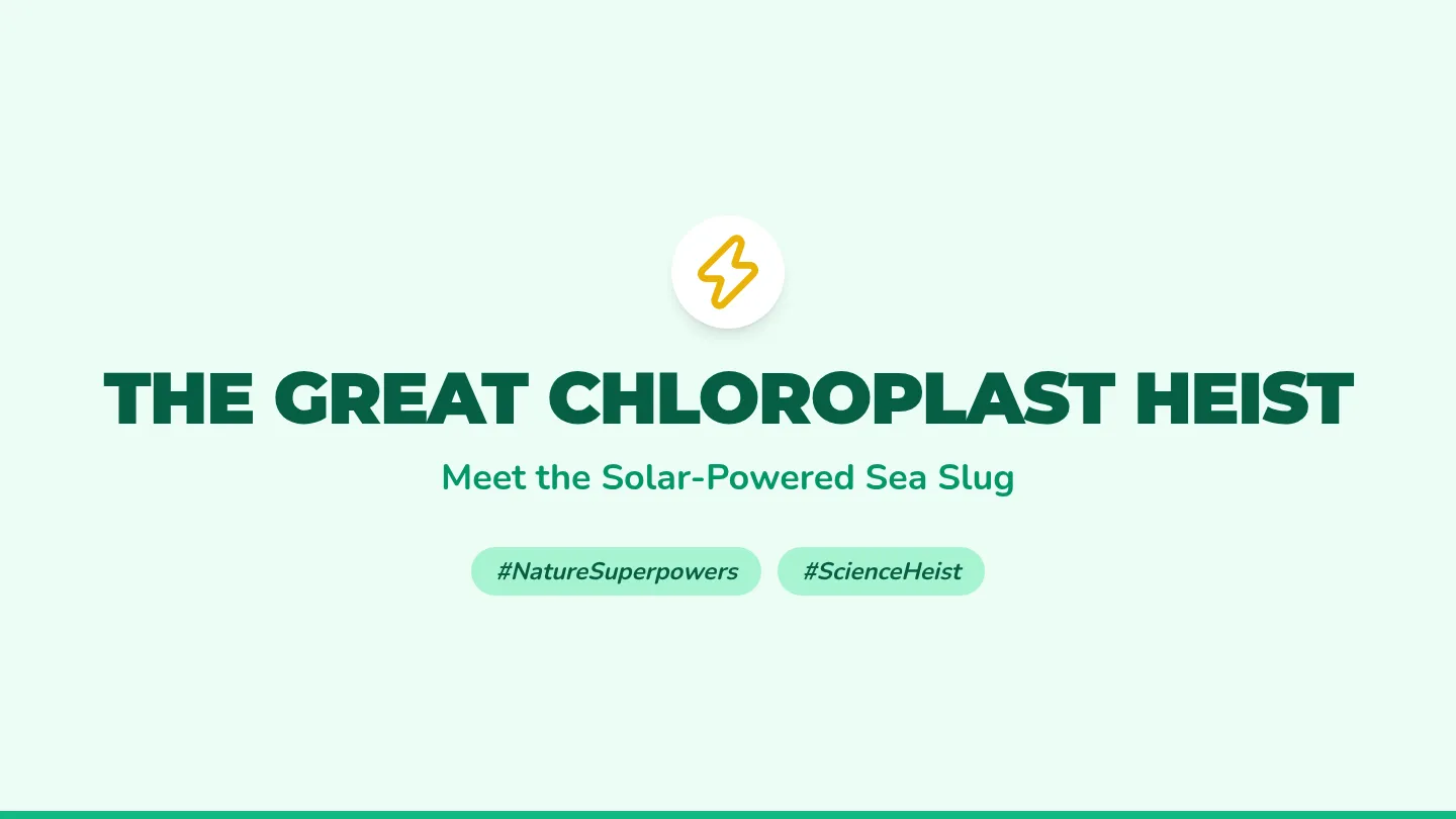 Emerald Elysia Slides