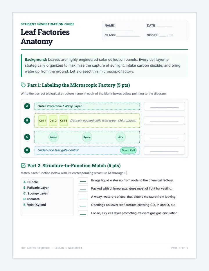 Leaf Factories Worksheet