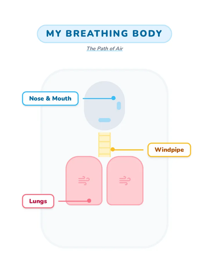 Breathing Body Diagram