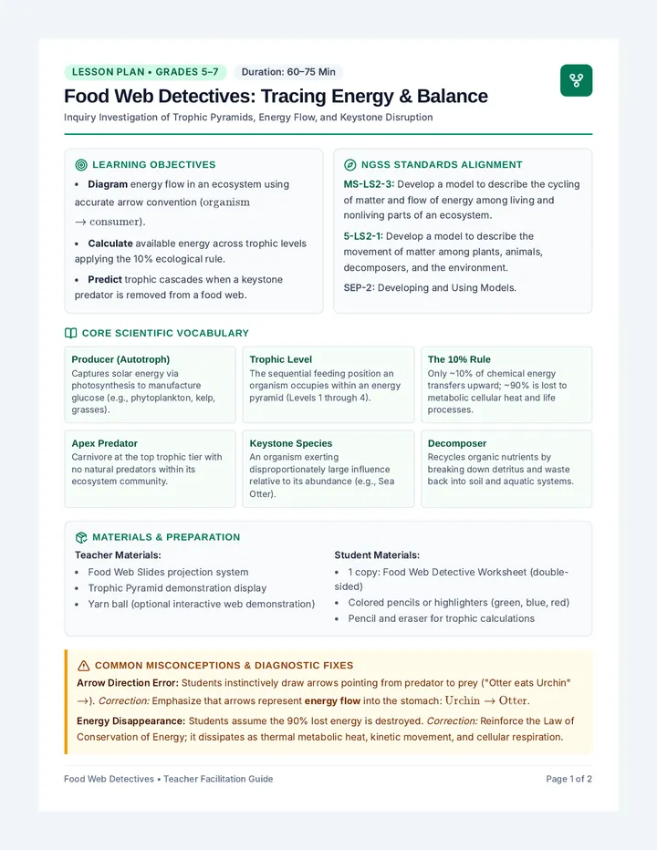 Food Web Lesson Plan