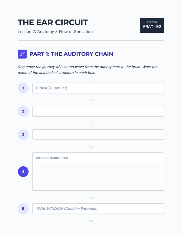 The Ear Circuit Worksheet