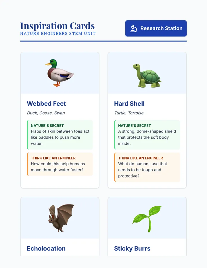 Biomimicry Inspiration Cards