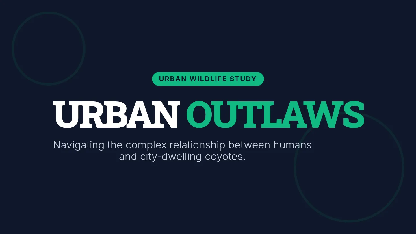 Urban Outlaws Slides