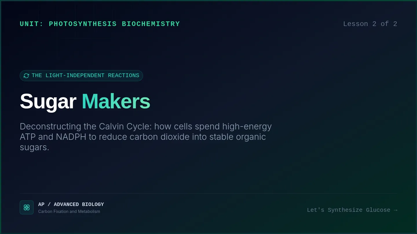 Sugar Makers Slides