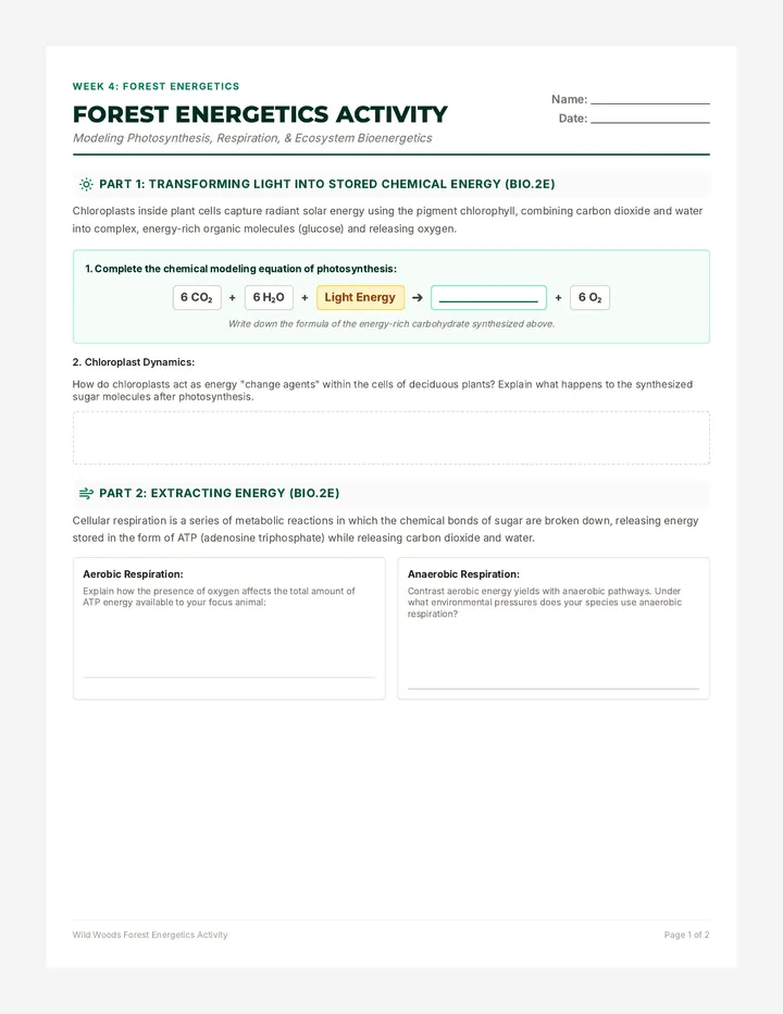 Forest Energetics Activity