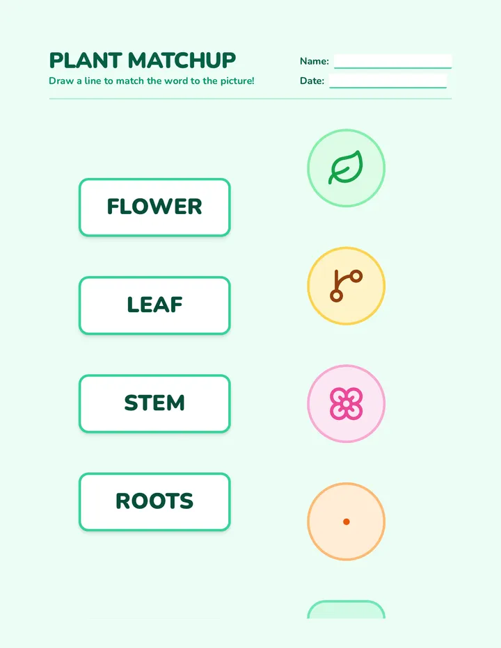 Plant Part Matchup Worksheet