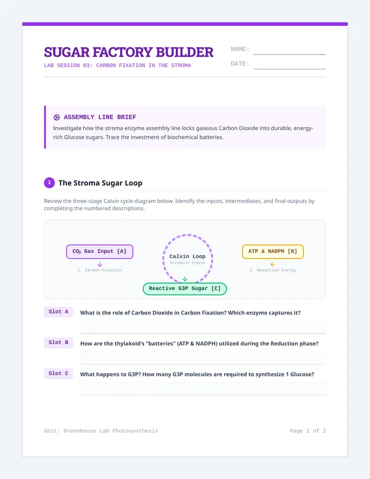 Calvin Cycle Builder Worksheet