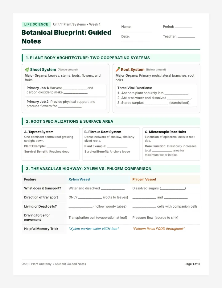 Plant Anatomy Guided Notes