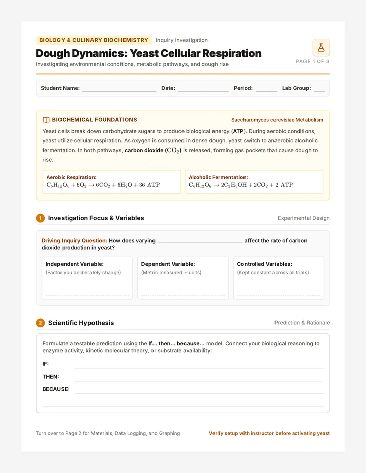 Dough Dynamics Lab Report