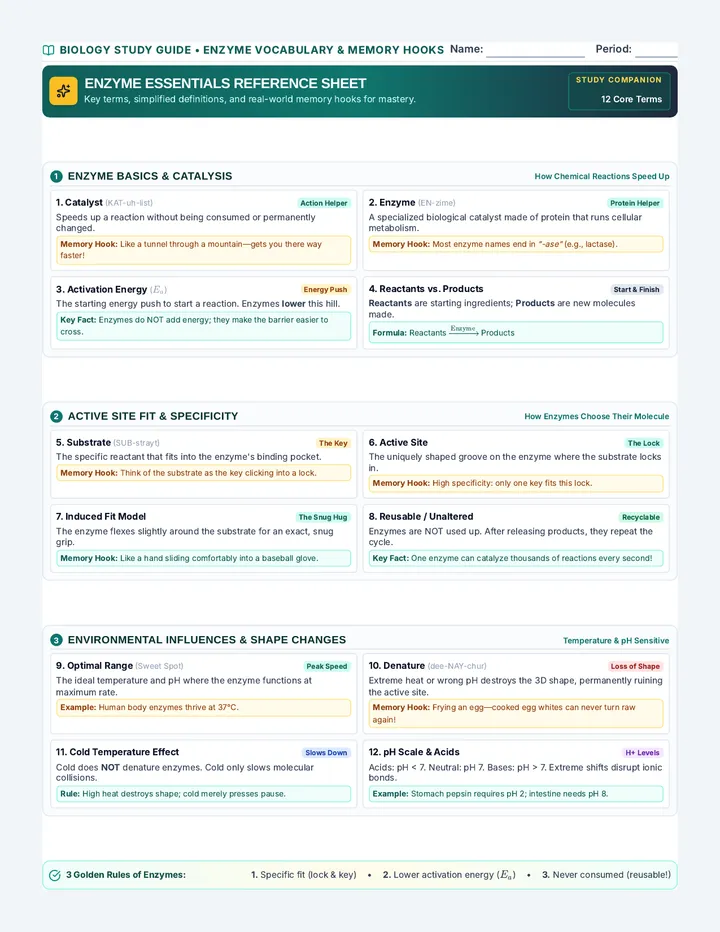 Enzyme Essentials Vocabulary Reference