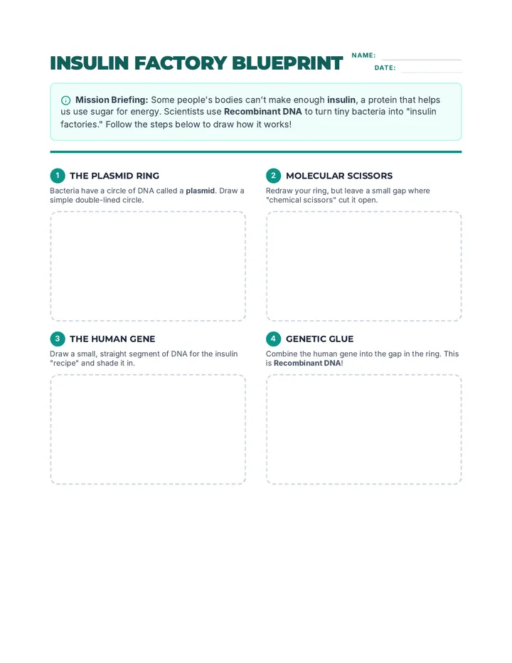 Insulin Factory Worksheet