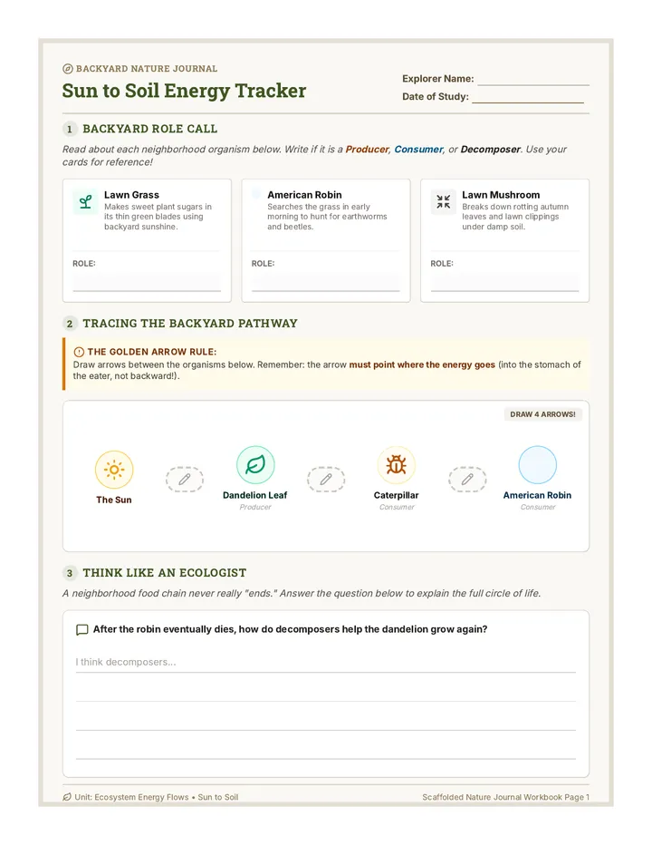 Sun to Soil Activity Worksheet