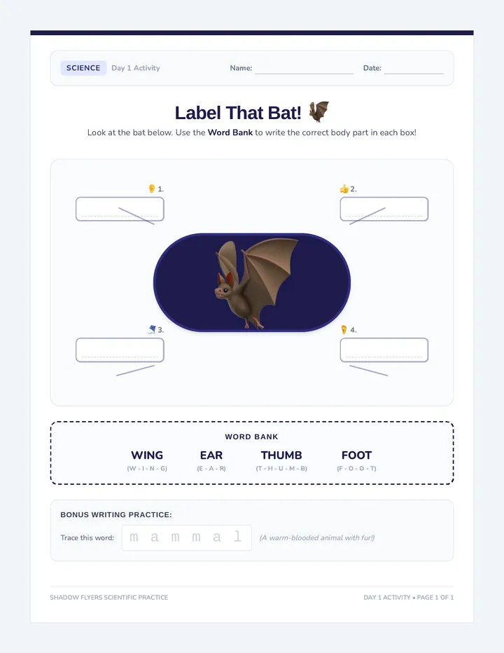 Bat Basics Worksheet