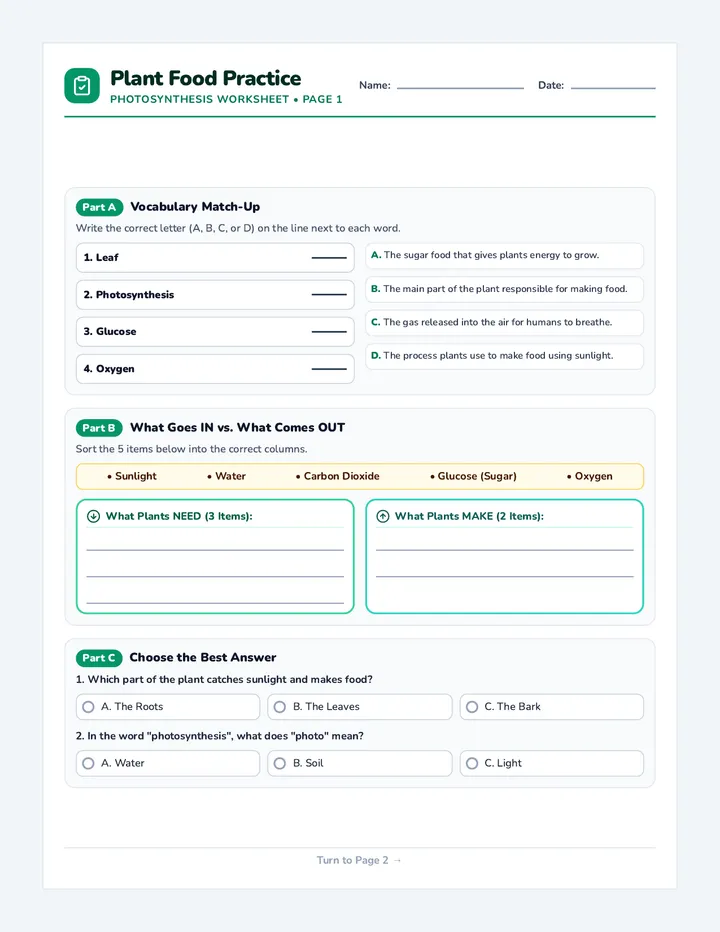 Plant Food Worksheet