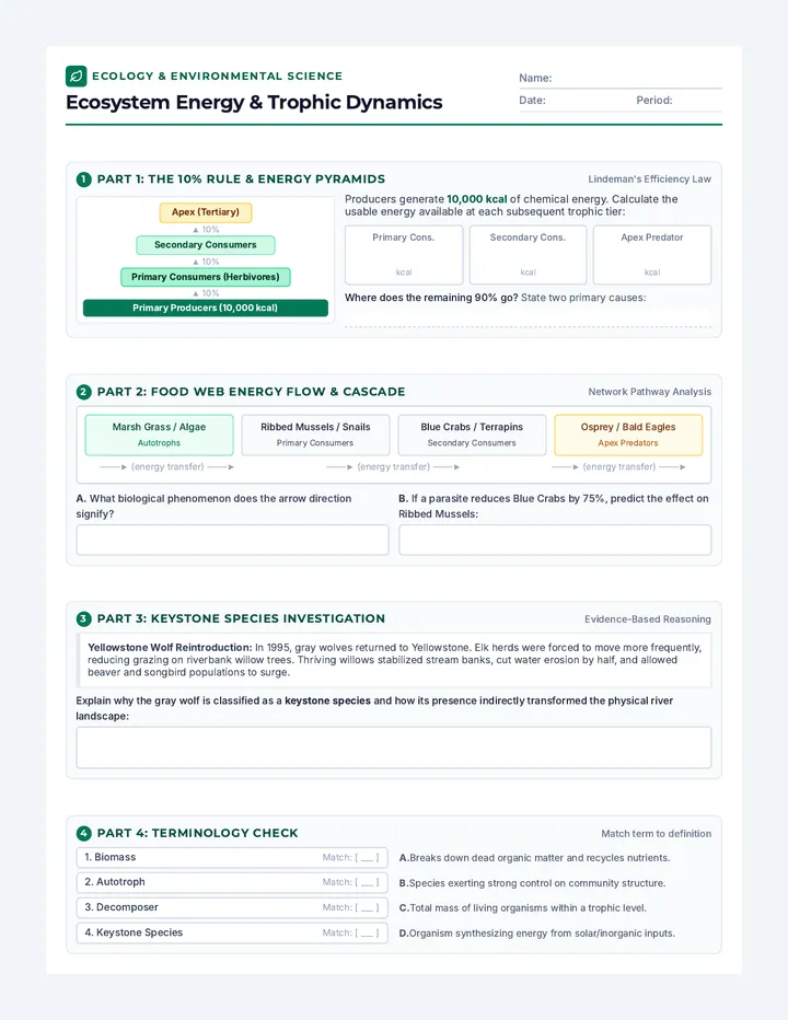 Ecosystem Energy Worksheet