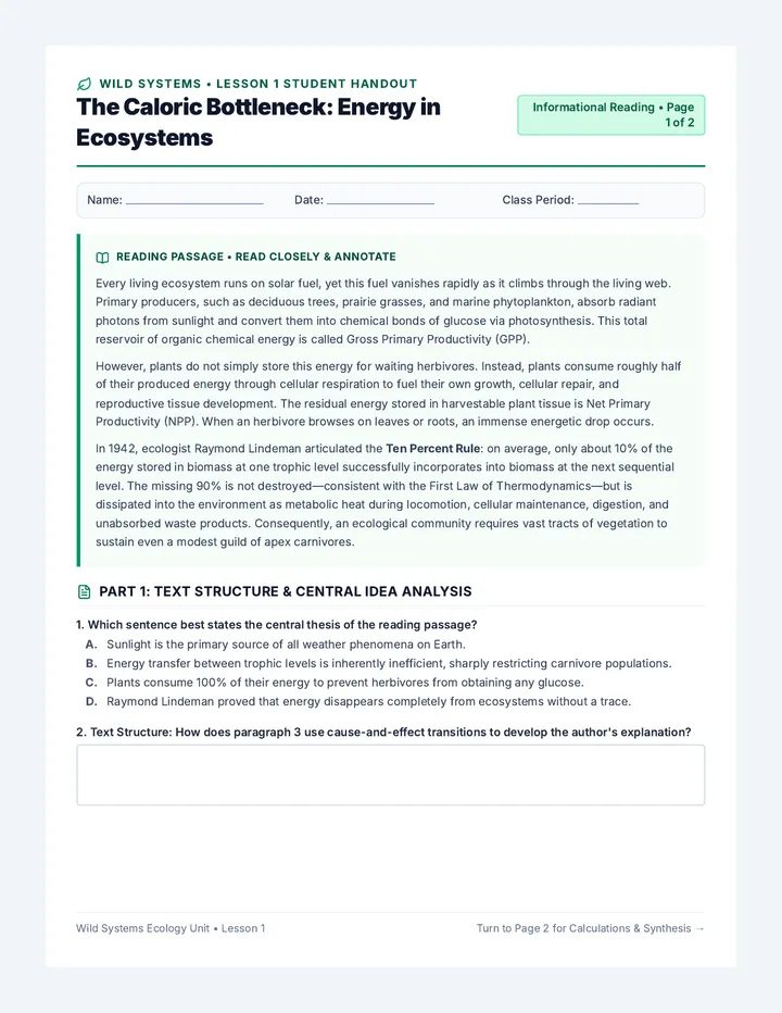 Energy Pyramid Worksheet