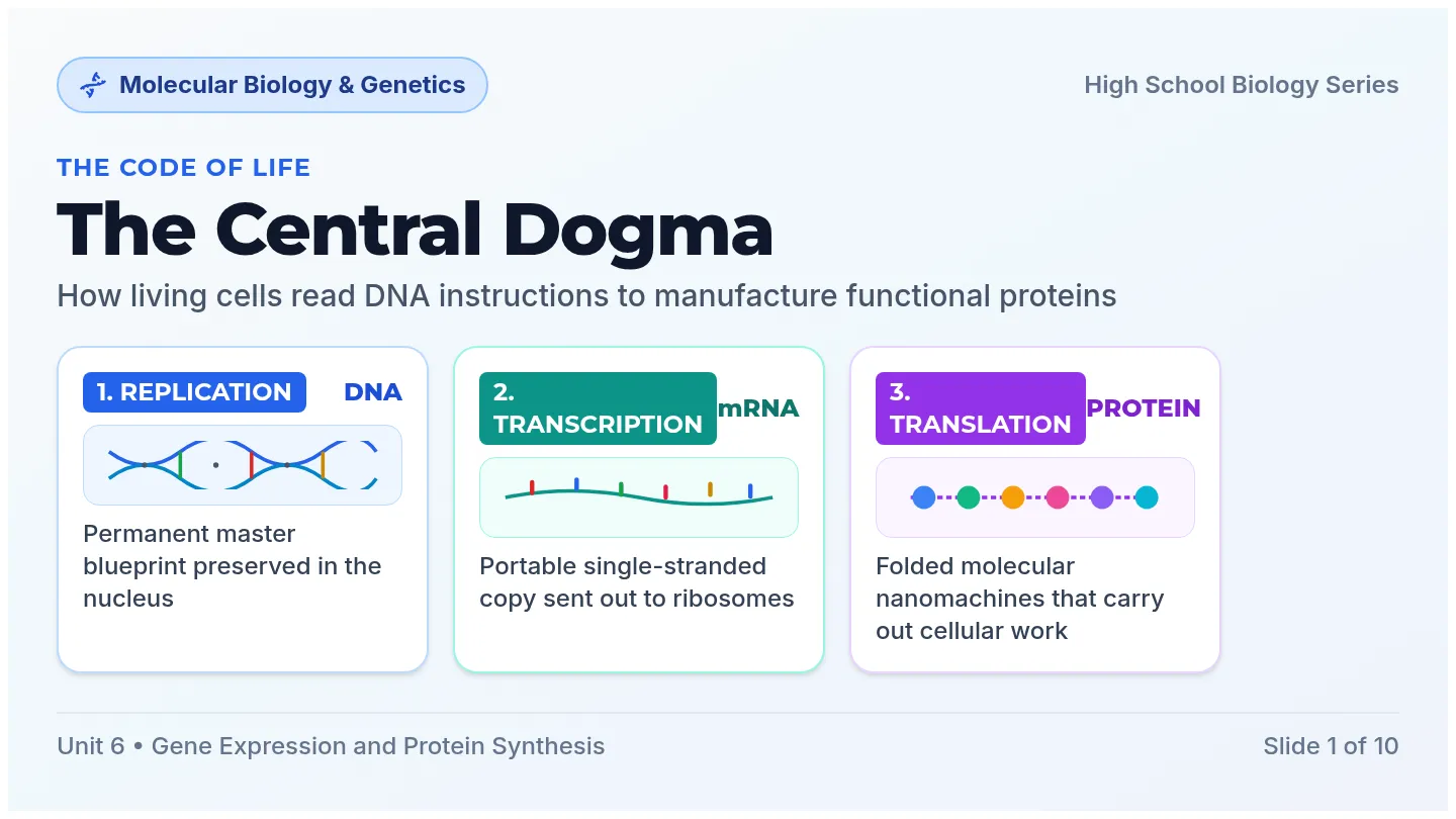 Central Dogma Slides