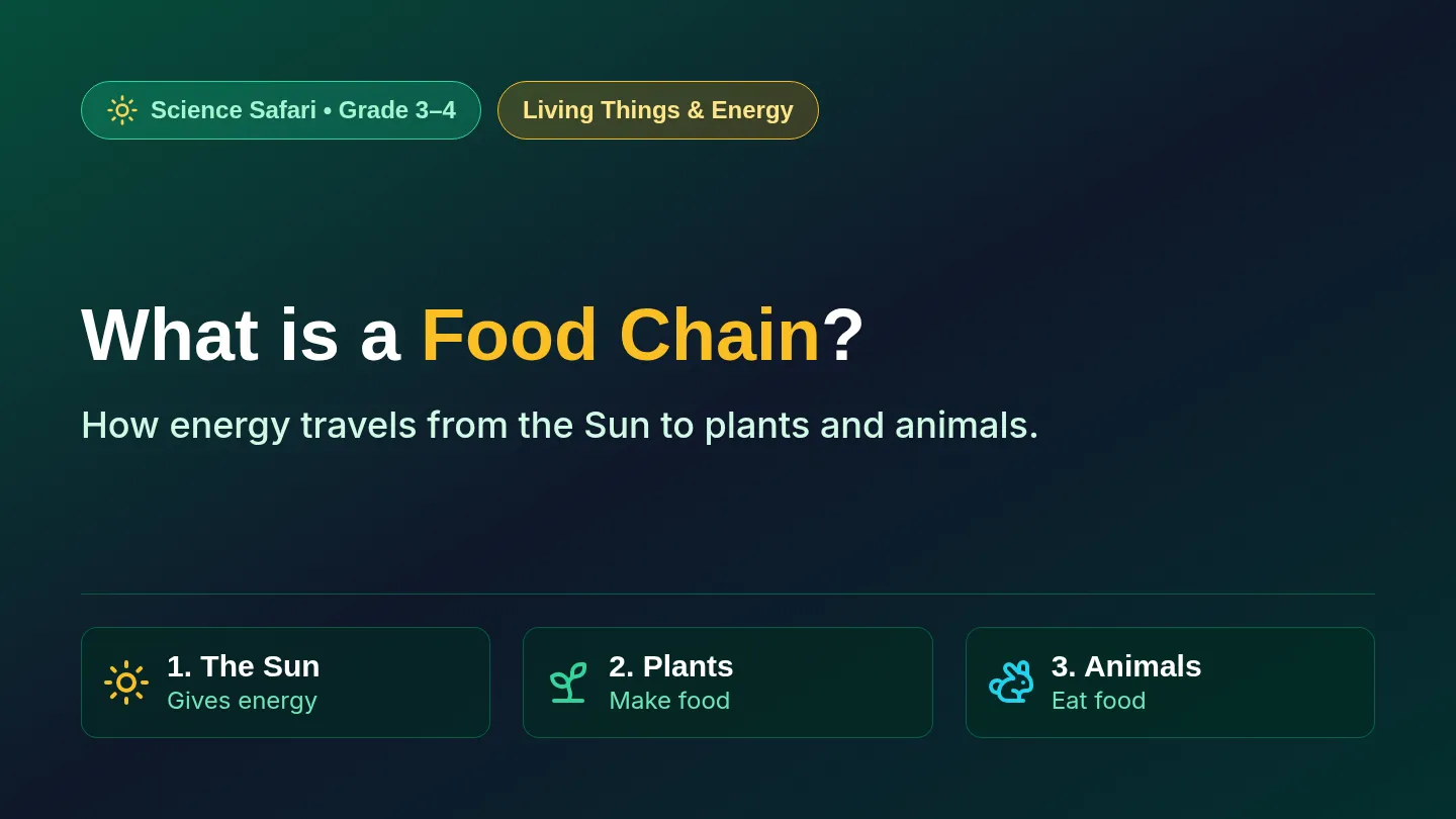 Food Chain Safari Slides