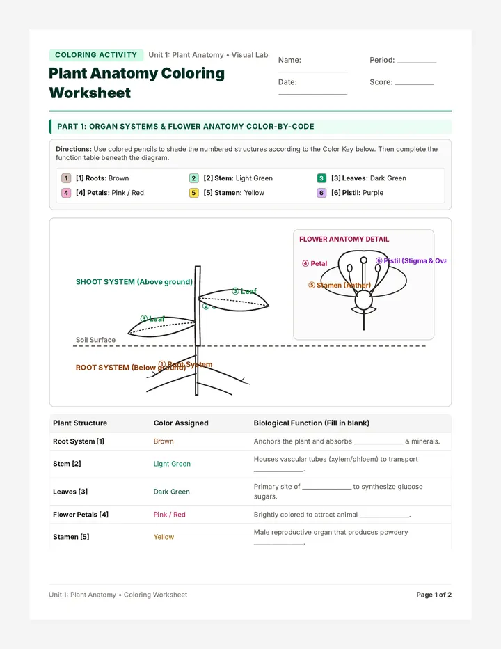 Plant Anatomy Coloring Worksheet