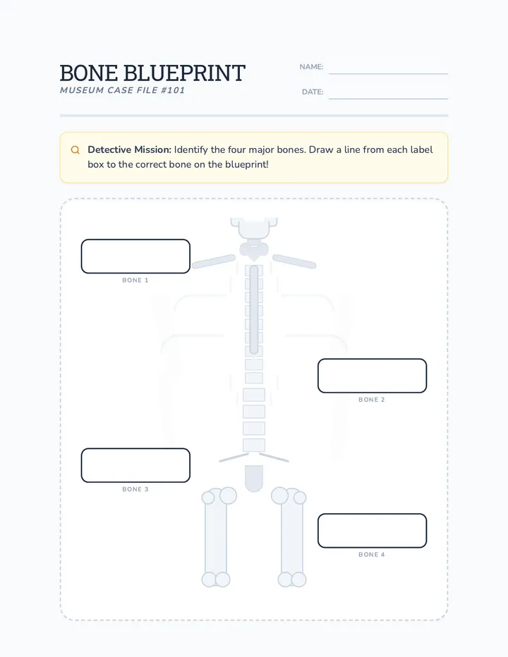 Bone Blueprint Worksheet