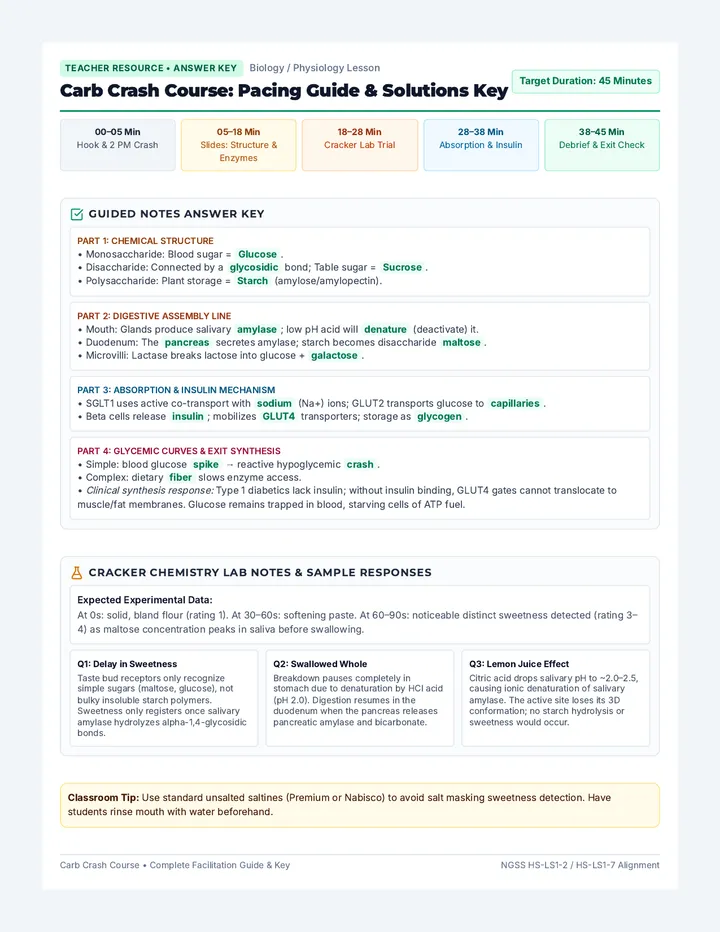 Carb Digestion Teacher Key