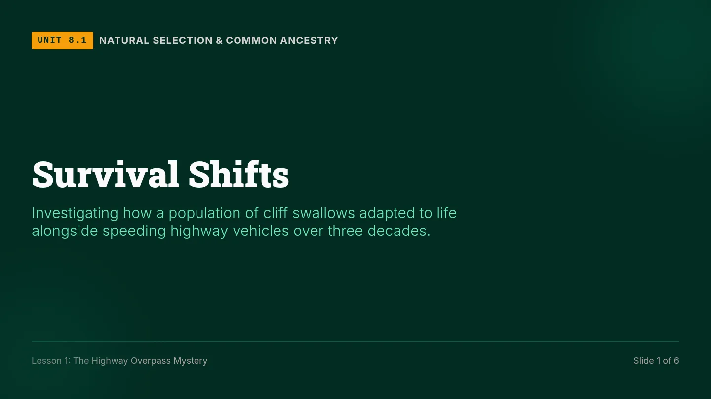 Highway Tragedy Slides