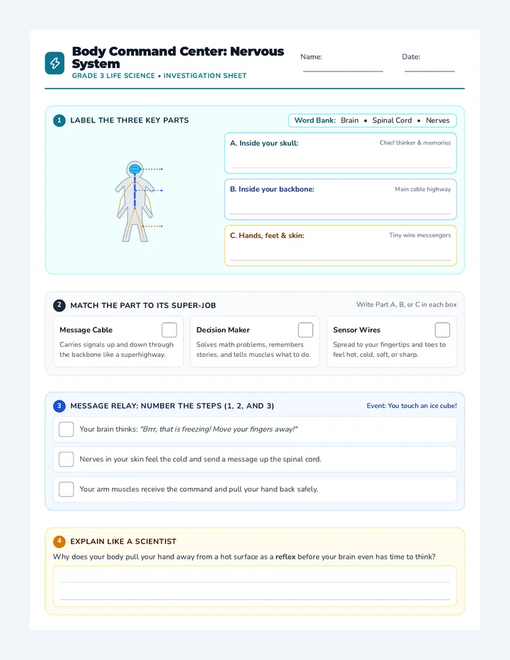 Nerve Explorer Worksheet