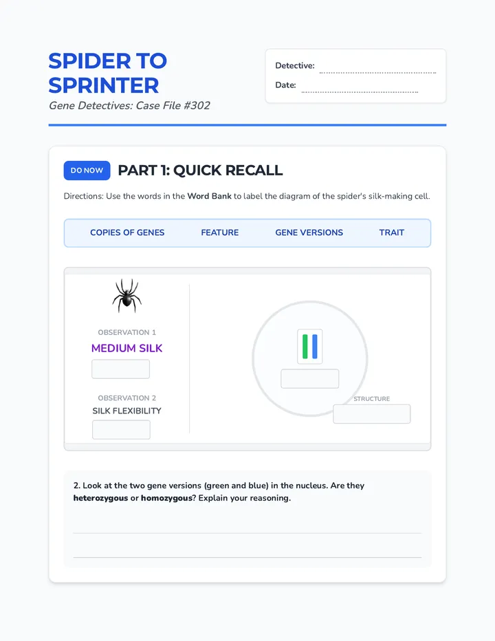 Spider to Sprinter Worksheet