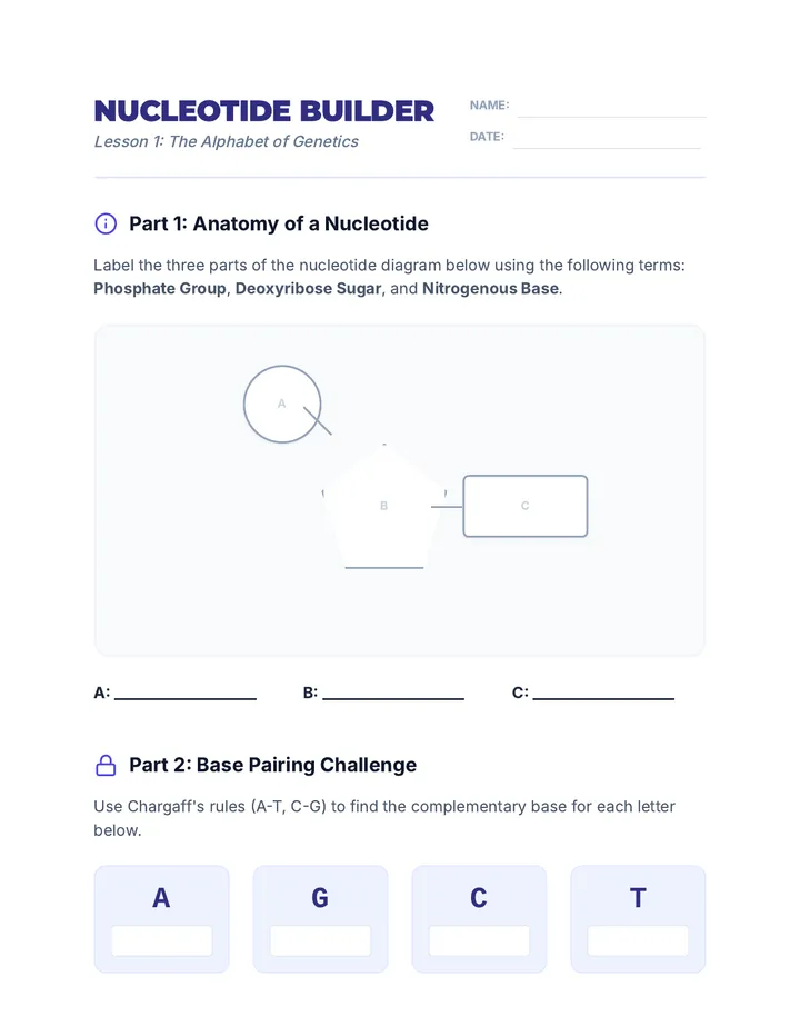 Nucleotide Builder Worksheet