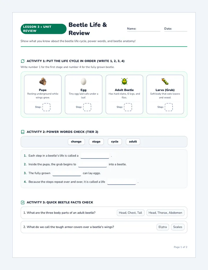 Beetle Review Worksheet