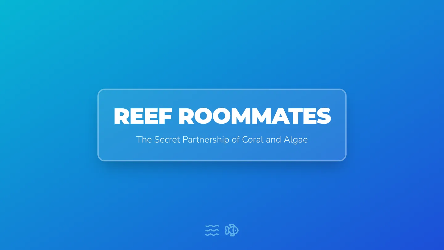 Reef Roommates Slides