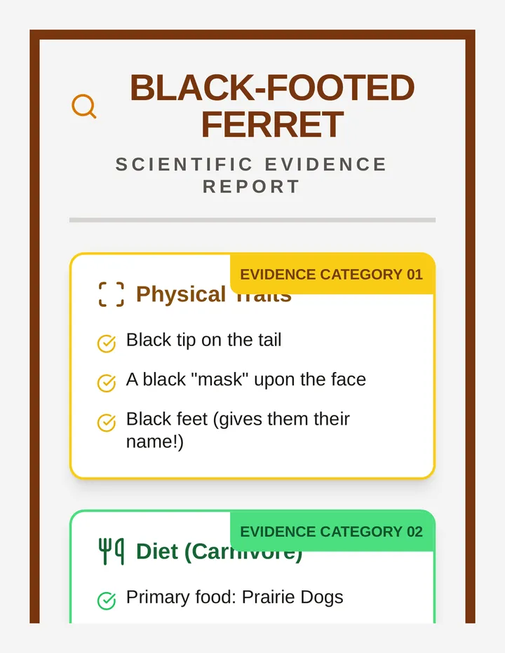 Ferret Evidence Anchor Chart