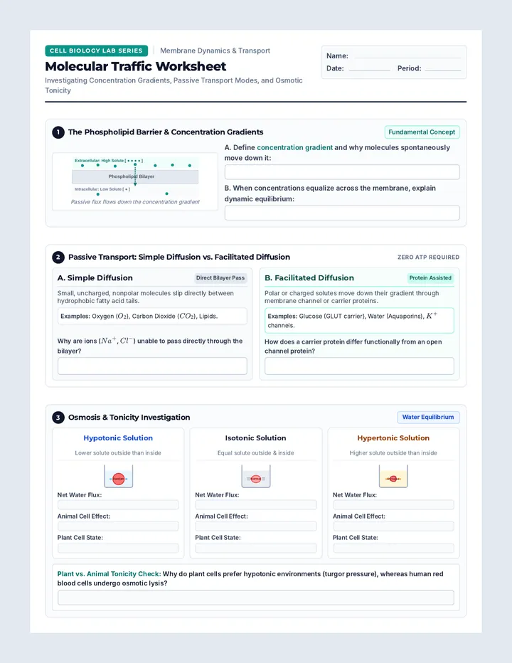 Molecular Traffic Worksheet
