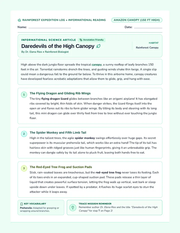 Rainforest Daredevils Reading Worksheet